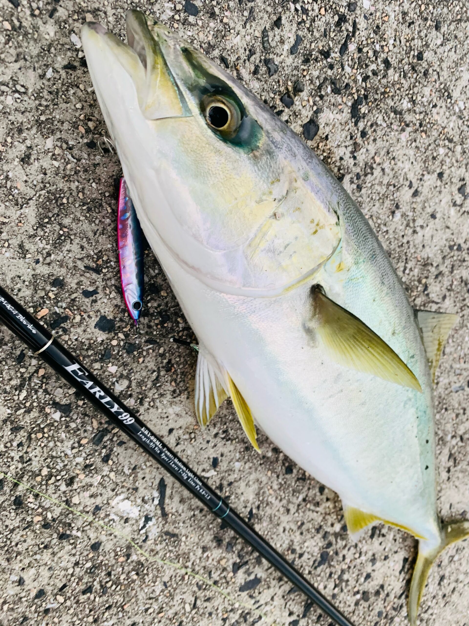 ハマチ EARLY99ML | YAMAGA BlanksYAMAGA Blanks