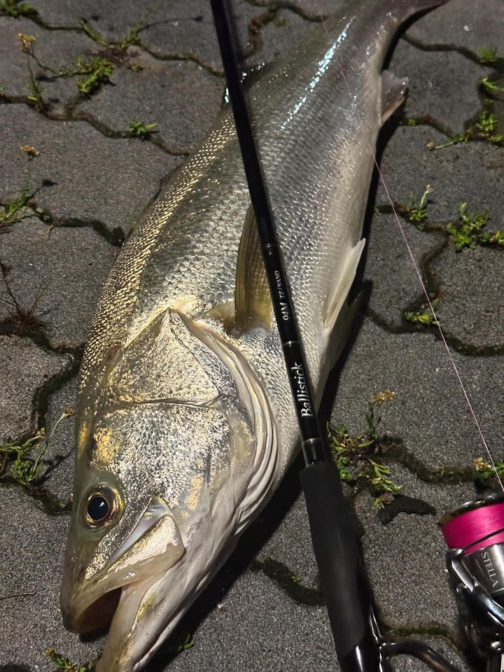 鳥取県】ランカーシーバス / チヌ Ballistick 94M TZ/NANO | YAMAGA