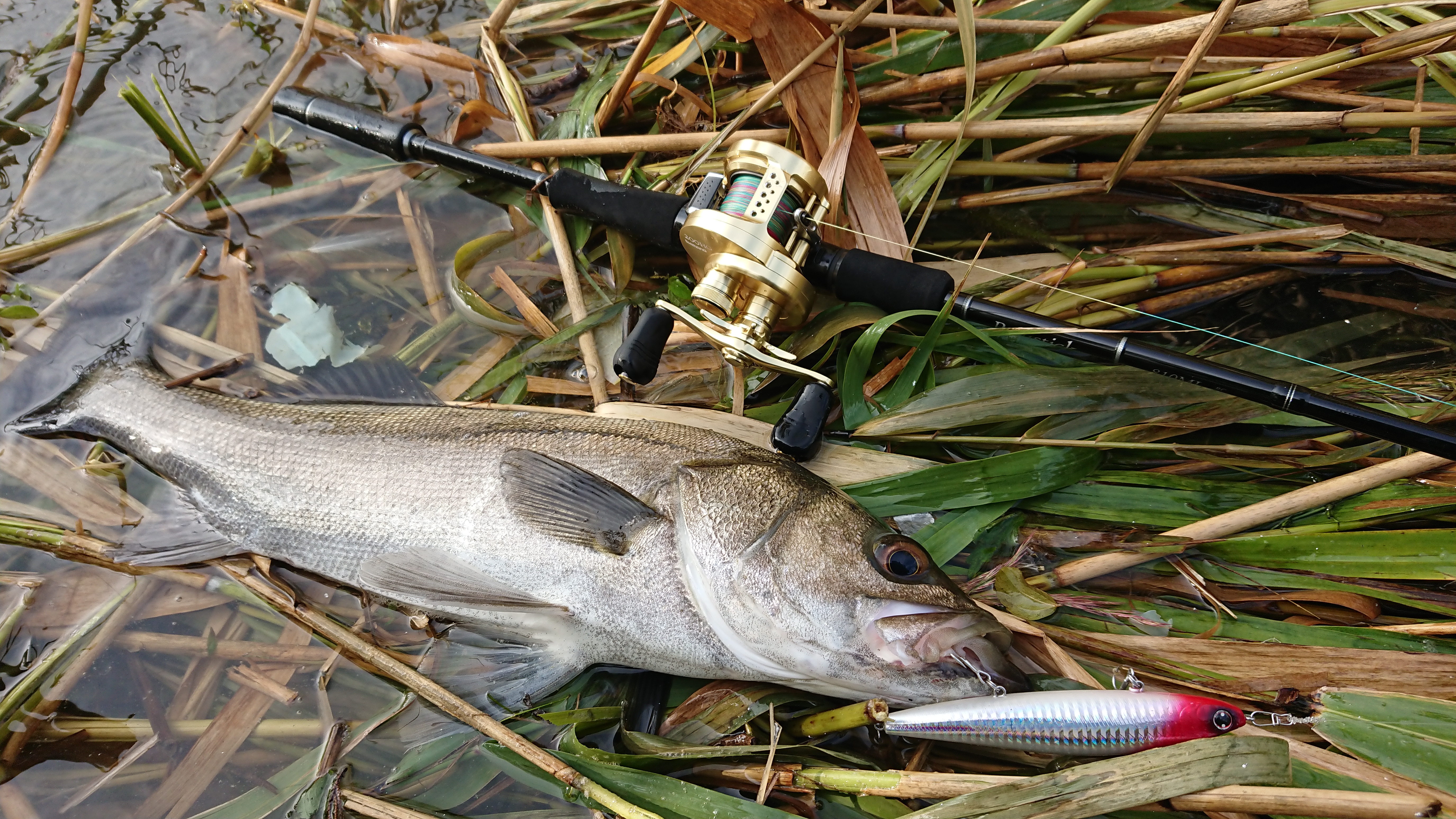 ベイトスタイルシーバスゲーム Ballistick810ML RC | YAMAGA