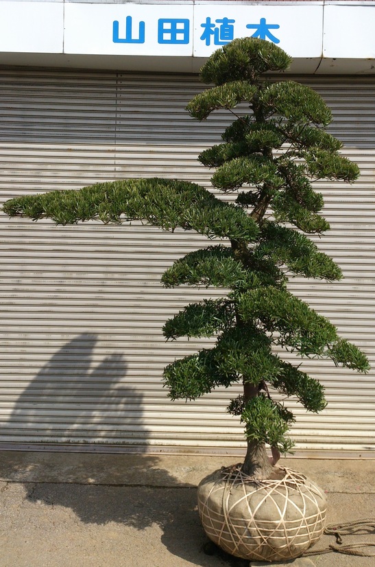 黒松段作り06 指し有り 美品 販売 価格 | 有限会社 山田植木