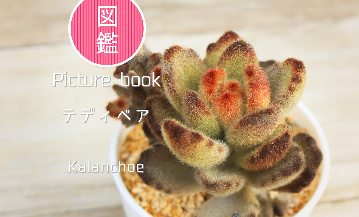 テディベア | 山梨で多肉植物を育てるBLOG