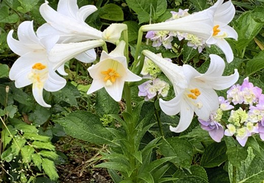 テッポウユリがあるお庭（シンテッポウユリ/タカサゴユリ）｜山崎造園