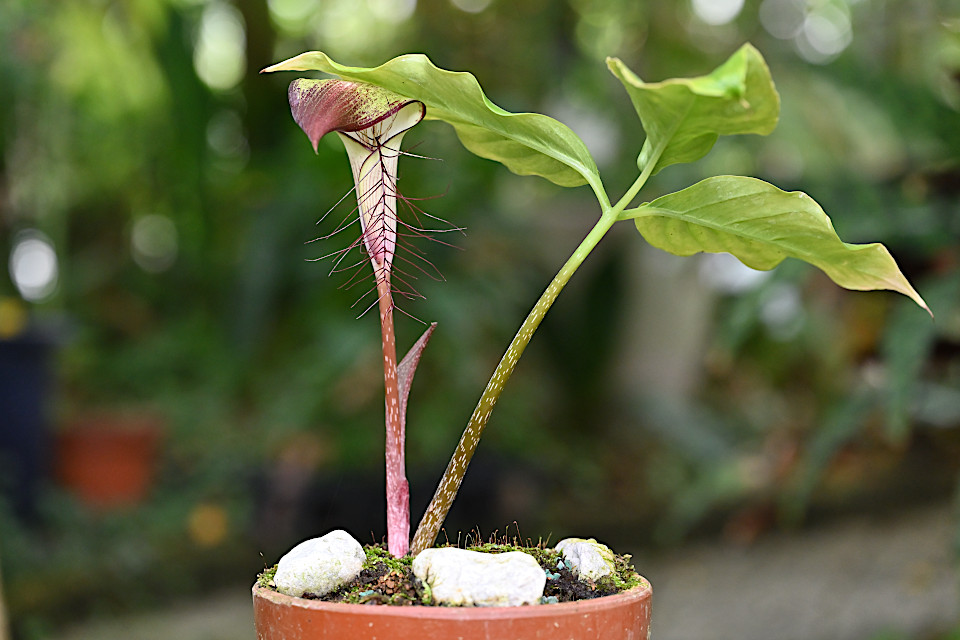アリサエマ・リヘンギアヌム | 山科植物資料館