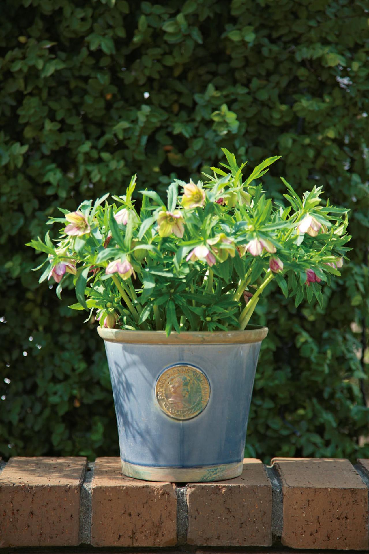 クリスマスローズの鉢栽培】小さい苗から大株に育てるコツを園芸