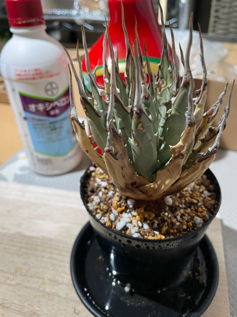 ユタエンシス・エボリスピナ発根管理‐おーきっどblog