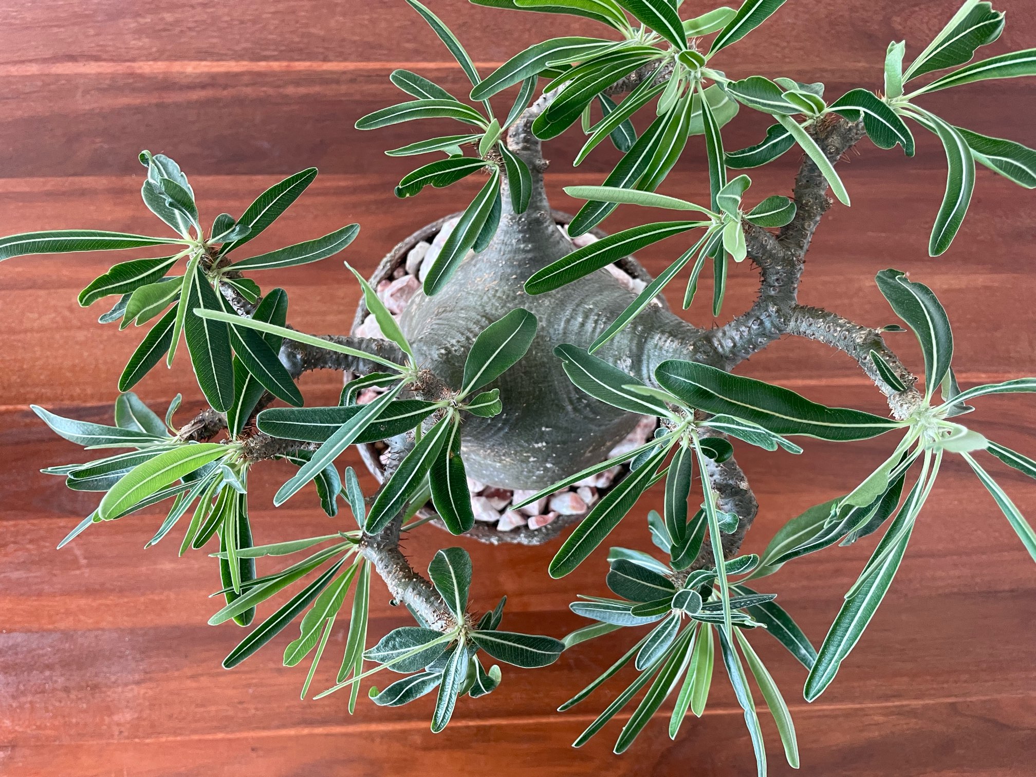 パキポディウム・グラキリスの育て方‐おーきっどblog