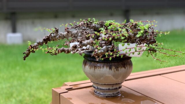 発根管理に成功したコミフォラ・エイル（Commiphora sp. Eyl）を陶器鉢