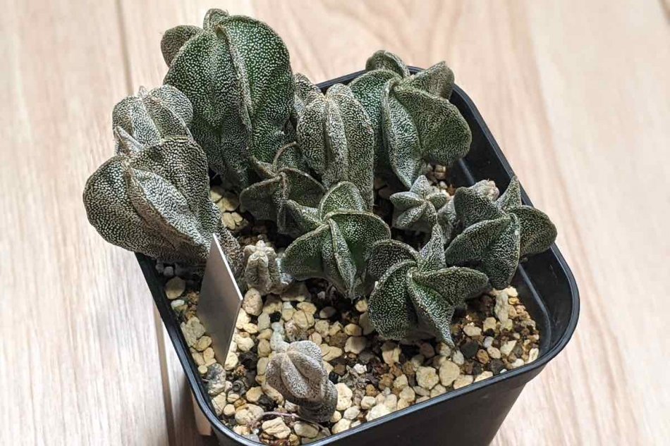 恩塚ランポー玉の実生、成長記録（2016年5月〜） – ゆるぷ