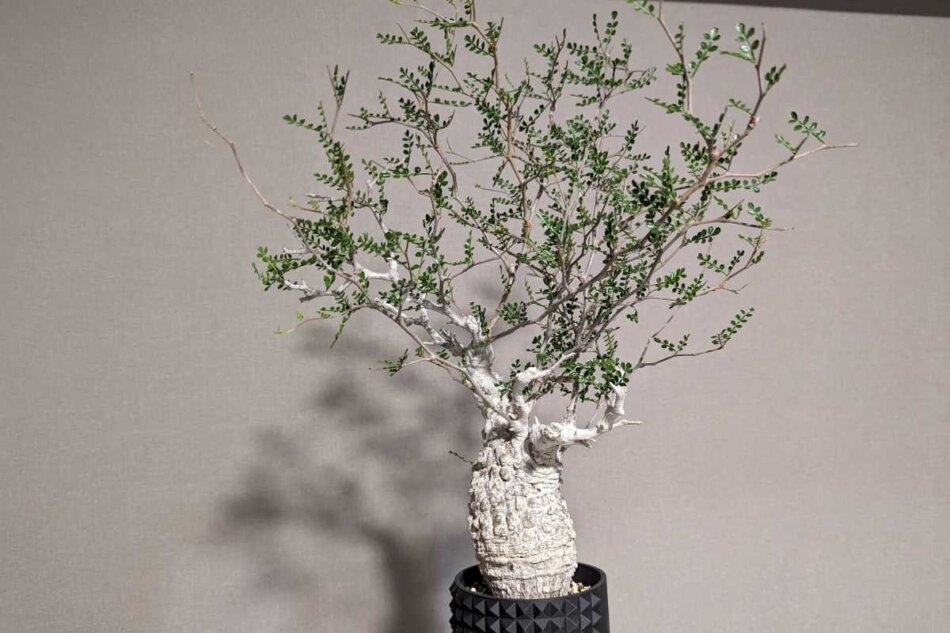 kk118 オペルクリカリア パキプス ベアルート株