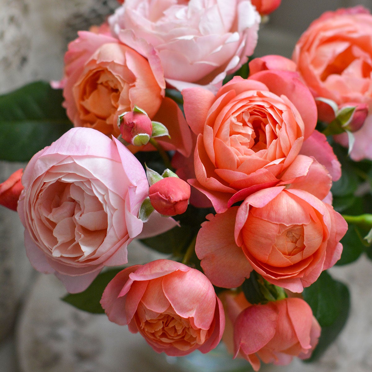 ブランドから選ぶ | THE ROSE SHOP｜バラ専門店 ザローズショップ 本店