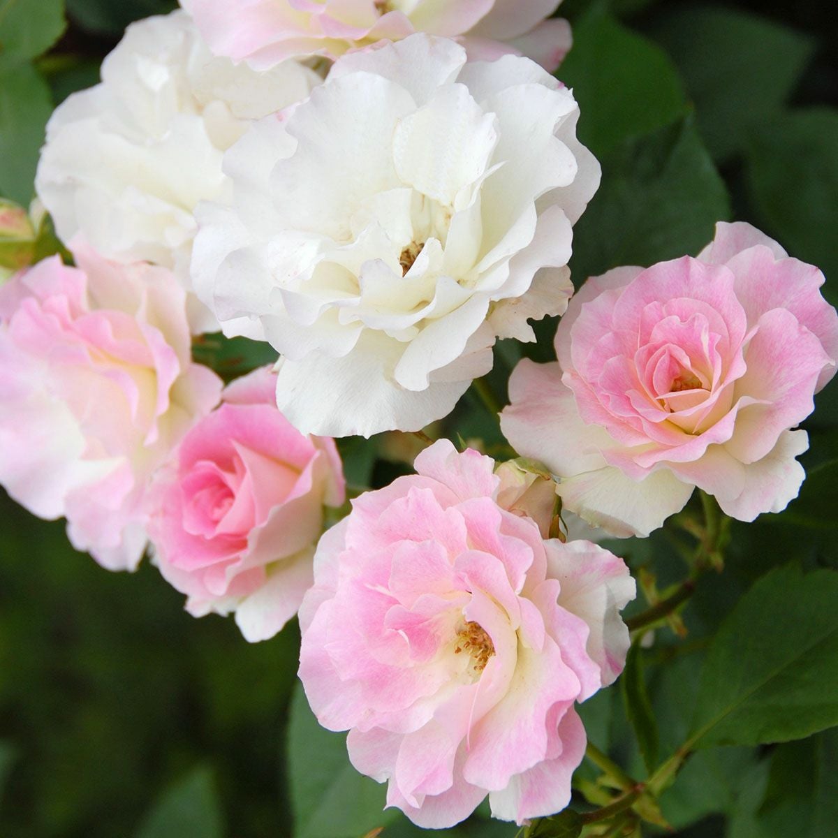 バラ苗 【マチルダ】 (アウトレット苗) フロリバンダ 四季咲き 中輪 複