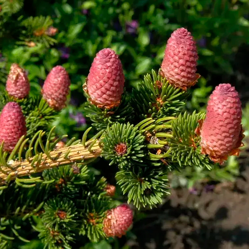 Ялина Бревера / Picea breweriana - Розсадник декоративних рослин