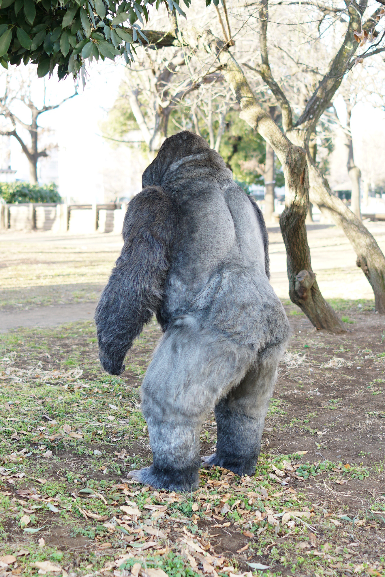 Gorilla Body Suit [GORILLA HALL Mascot Character (Store Manager