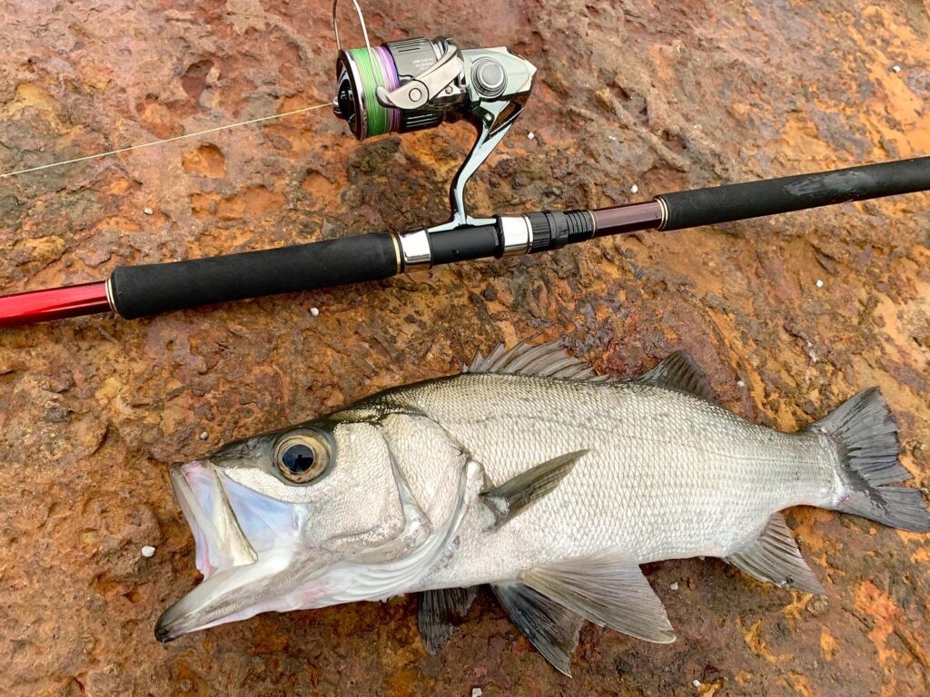 ワールドシャウラBG 21055R-3 - ショアジギング長期使用インプレ - K