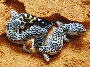 福岡市動物園｜ヒョウモントカゲモドキ