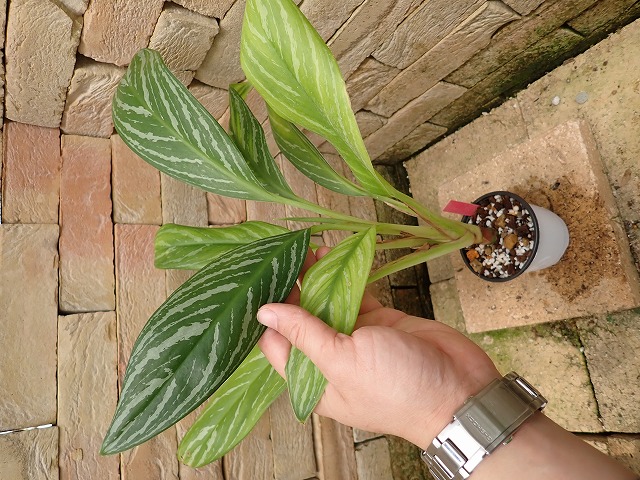 アグラオネマ ニティドゥーム カーティシー Aglaonema nitidum cv