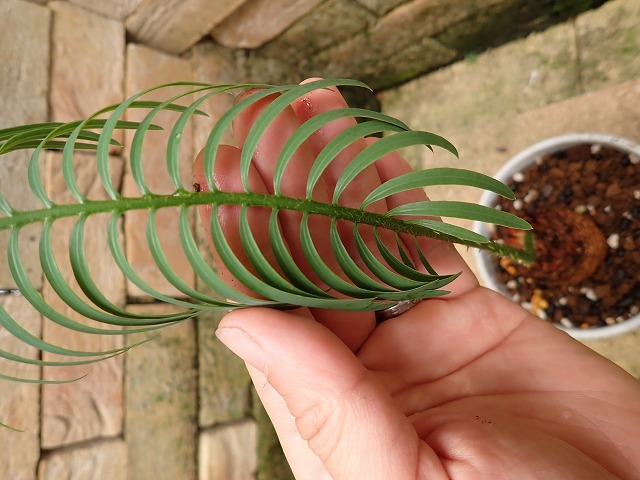 サイカス シアメンシス (Cycas siamensis) タイシルバー | 希少植物の