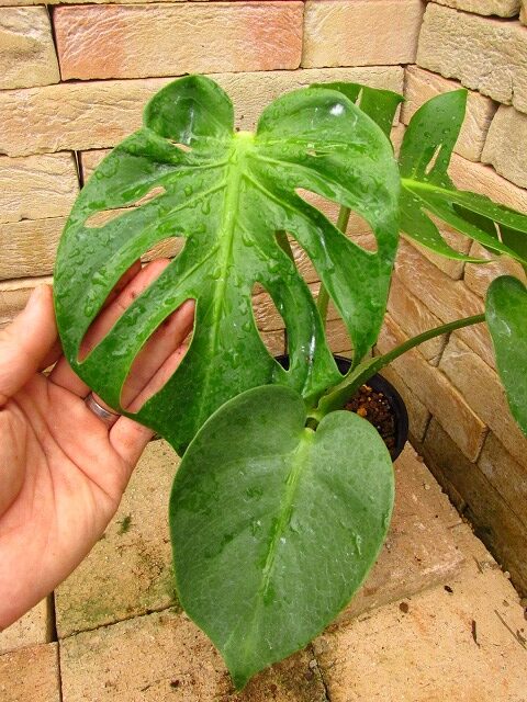 モンステラ デリシオーサ コンパクタ ミューテーション(Monstera
