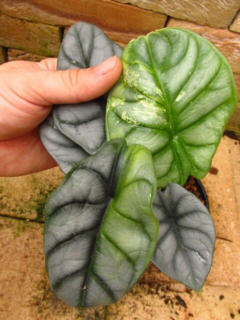 アロカシア シルバードラゴン 斑入り(Alocasia Silver dragon