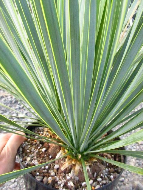 ユッカ ロストラータ ダブルヘッドの極美個体(Yucca rostrata Double