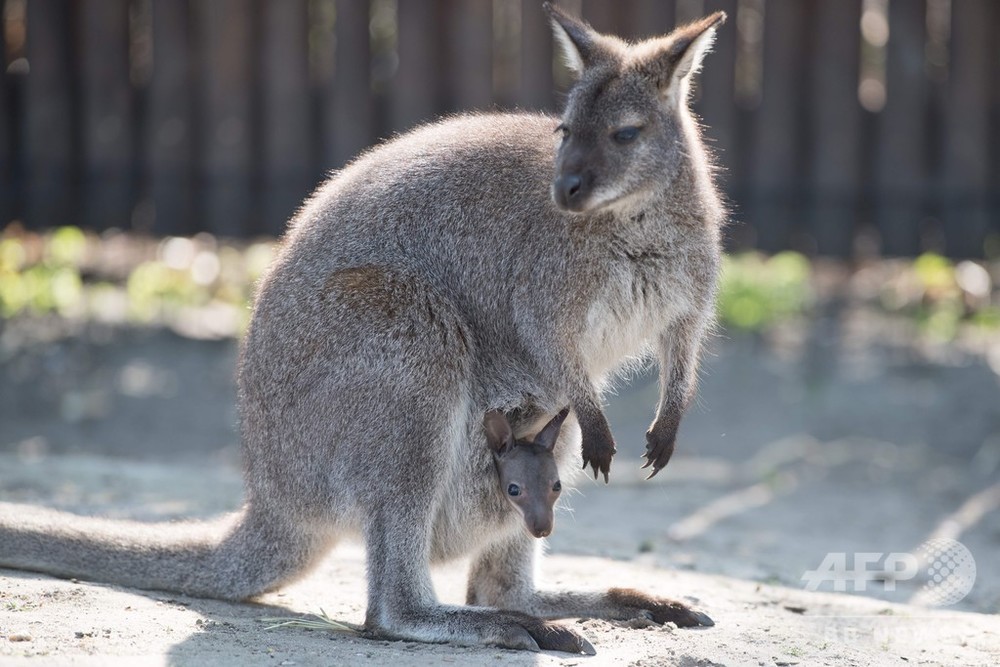 おなかから「こんにちは」、カンガルー親子の仲むつまじい姿 独動物園