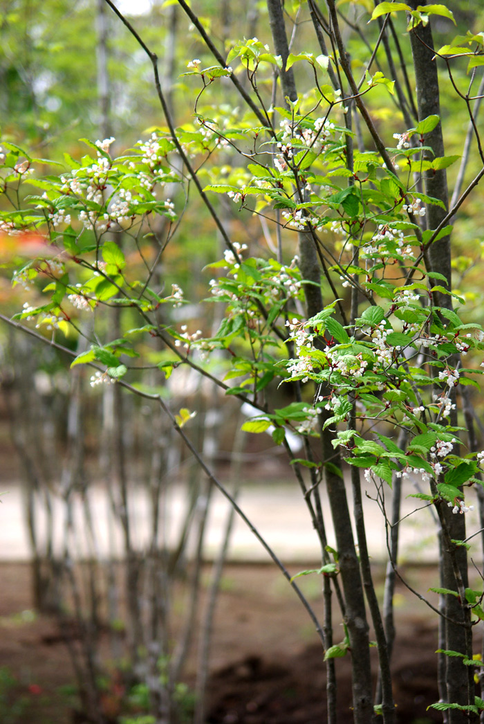 山採り自然樹形オトコヨウゾメ販売 秋元園芸