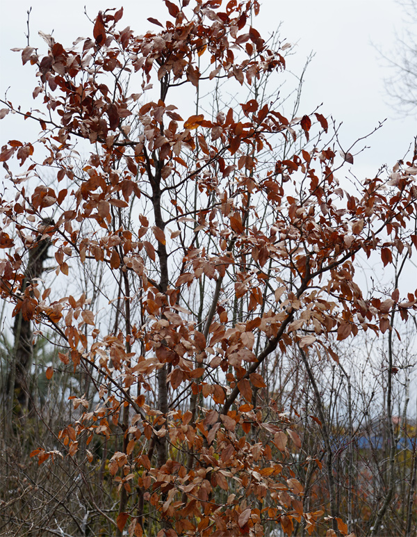 山採り自然樹形ヤマコウバシ販売 秋元園芸 茨城那珂