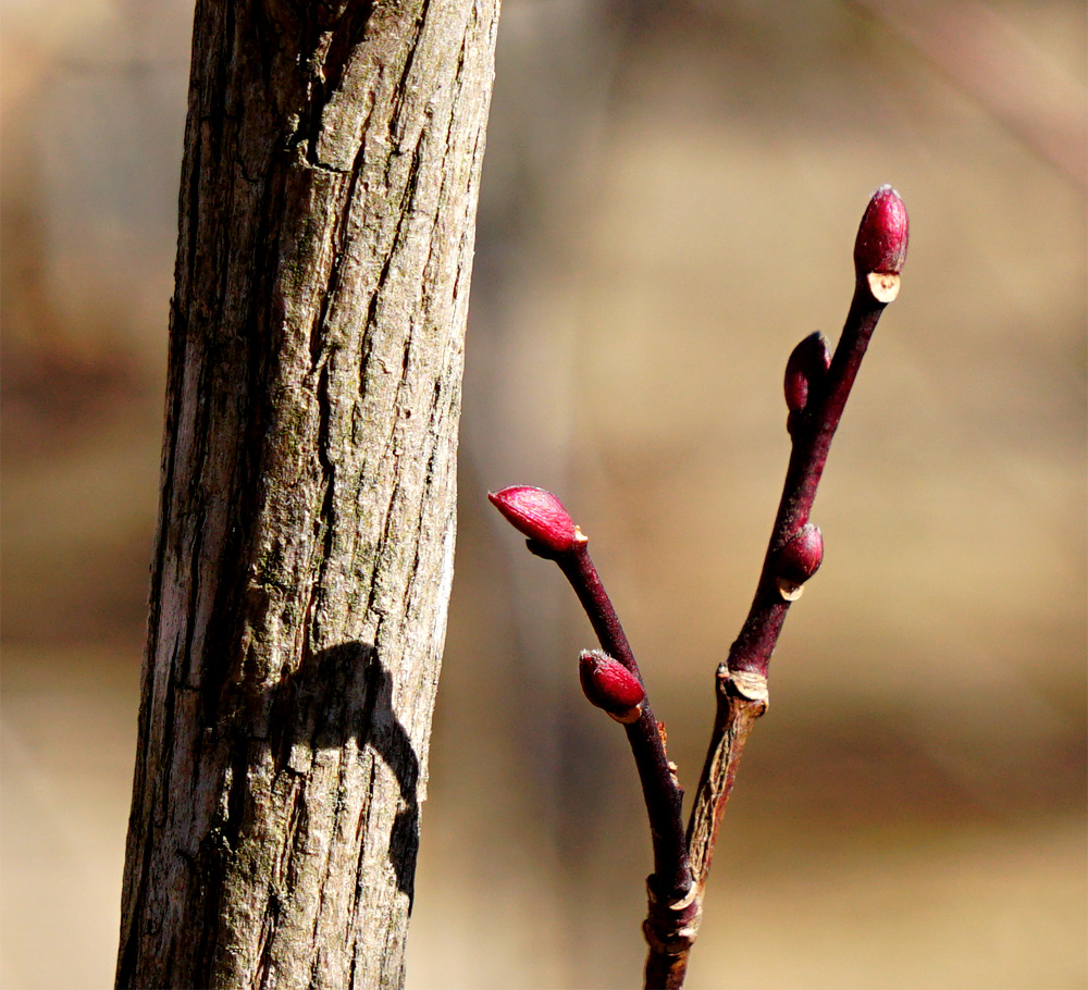 山採り自然樹形ネジキ販売 秋元園芸