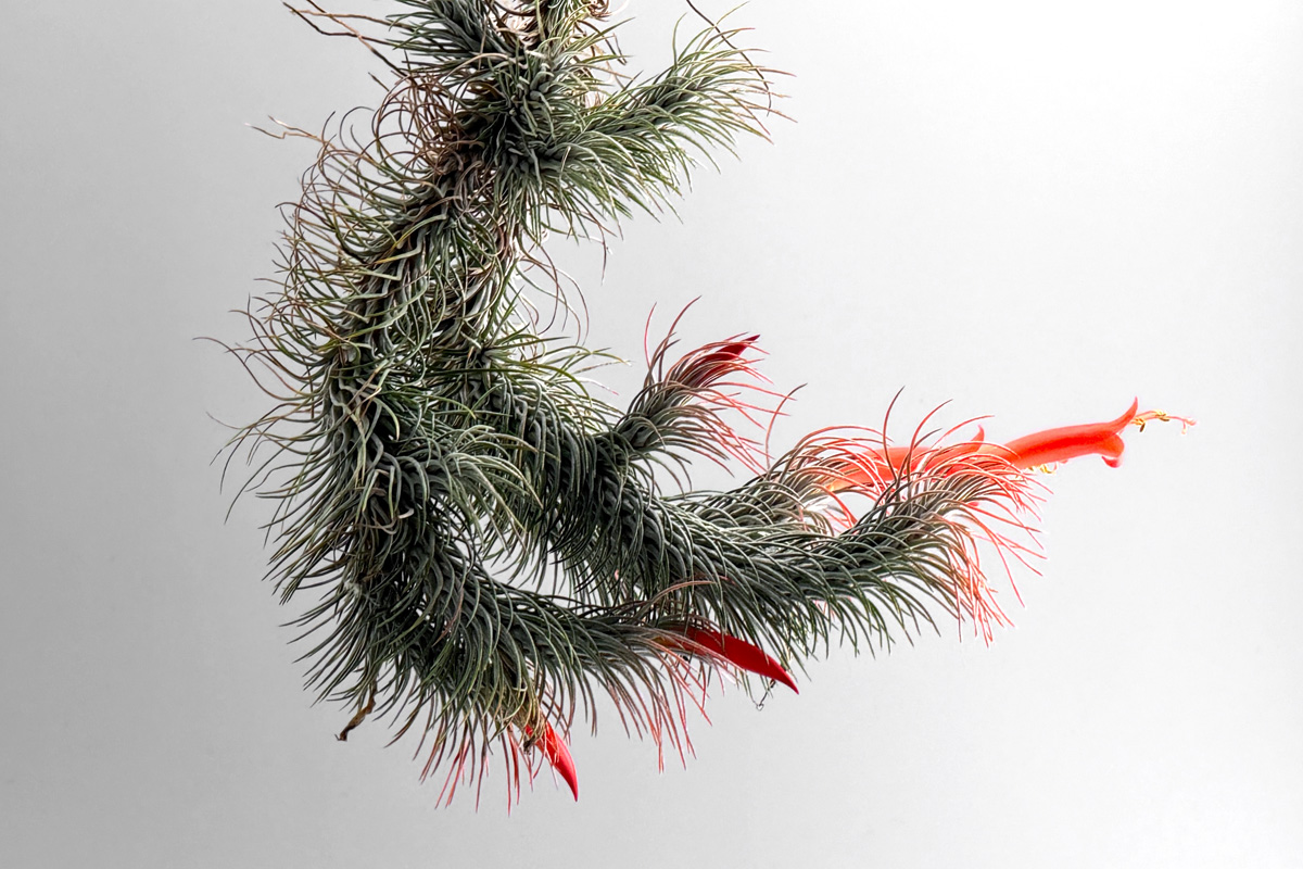 垂れ葉の造形美—ティランジア・フンキアナの変種レクルビフォリアが