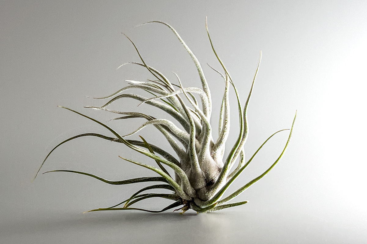 美しすぎる壺型チランジア 【タイ】その特徴や相場は？