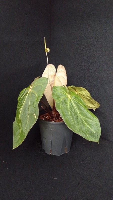 AMAZON】Anthurium Papillilaminum Red Stem 5.5号(アンスリウム
