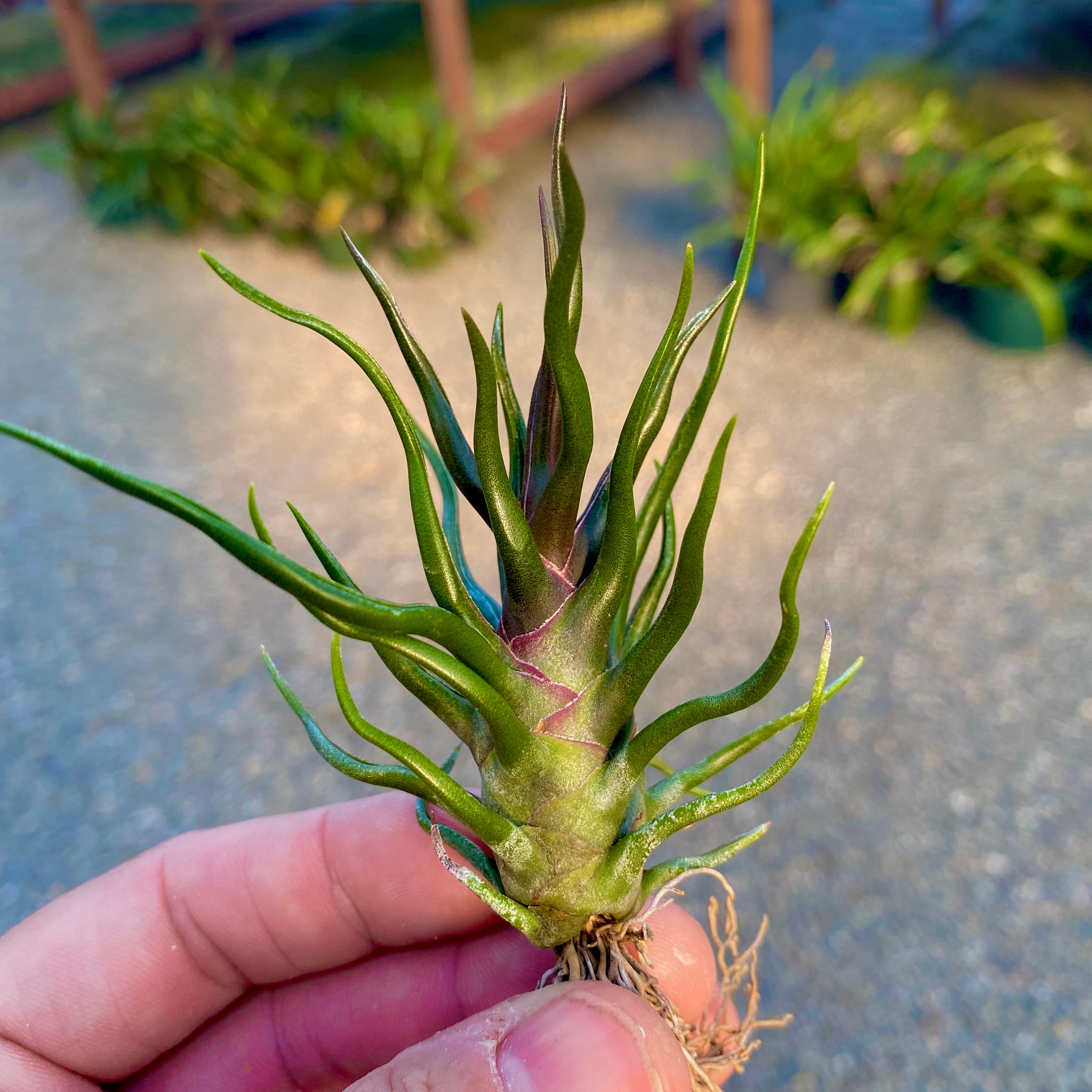 Bulbosa Tiny Dancer *SALE!* – Air Plant Hub
