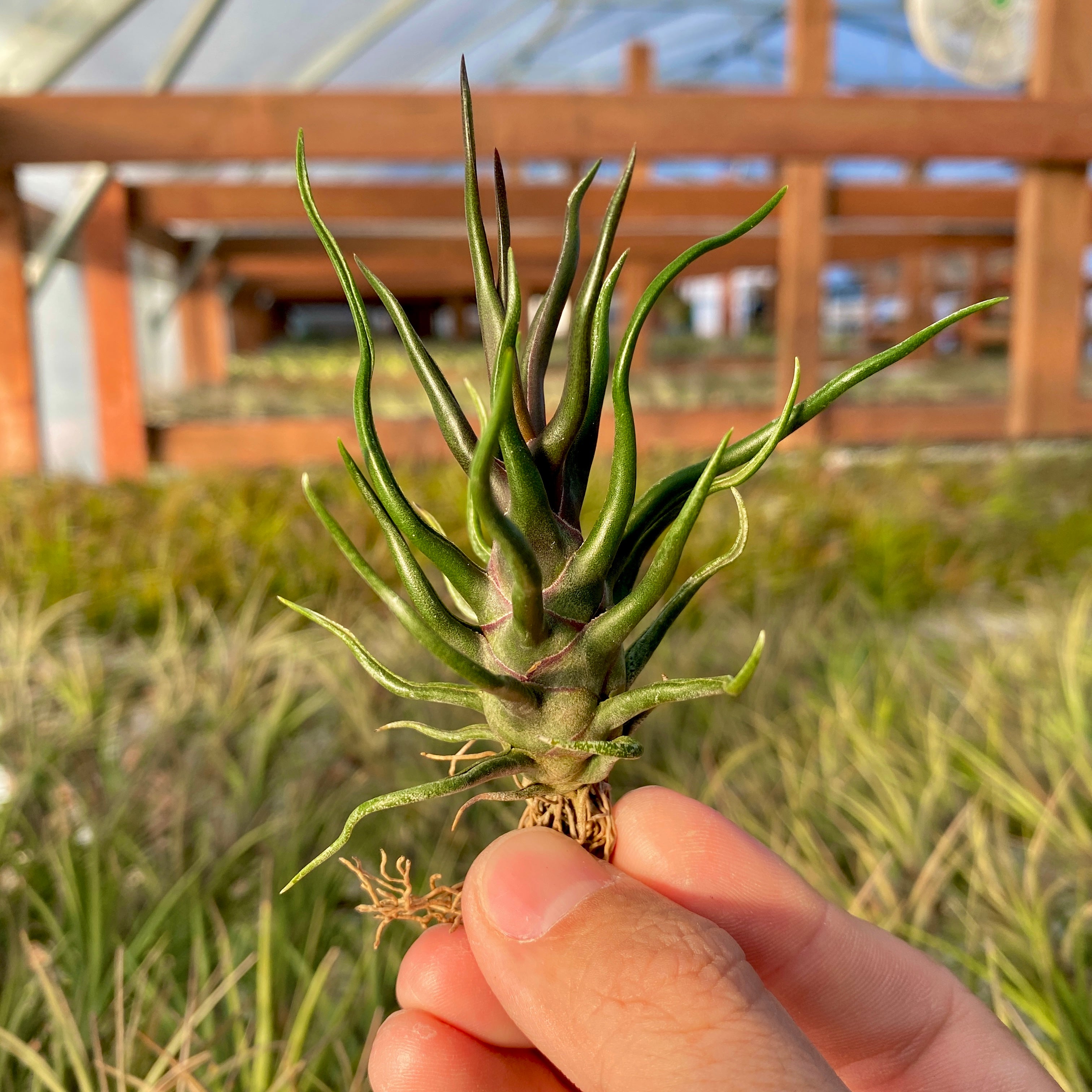 Bulbosa Tiny Dancer *SALE!* – Air Plant Hub
