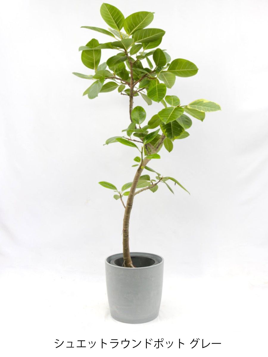 フィカス・アルテシマ 8号の通販 | 観葉植物通販AONOKI（あおのき）