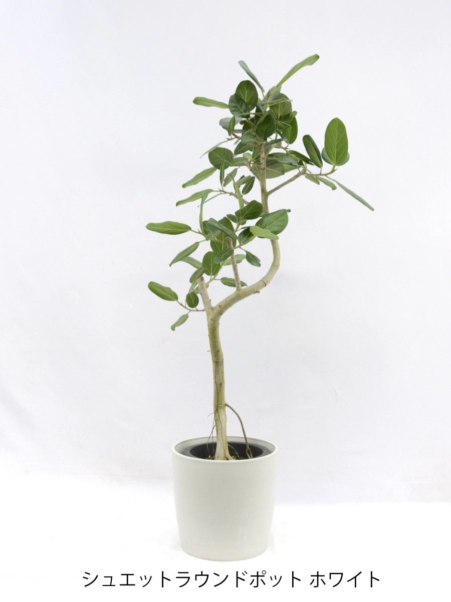 フィカス・ベンガレンシス 8号の通販 | 観葉植物通販AONOKI（あおのき）