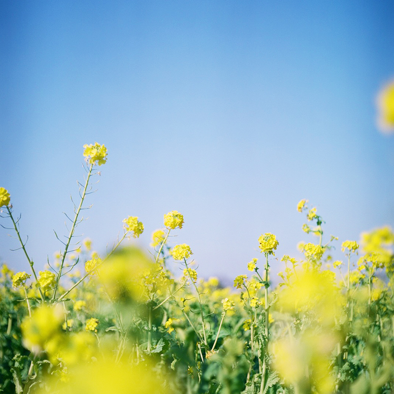 連載コラム】二眼レフが欲しいなら一番の候補！？「ROLLEI CORD