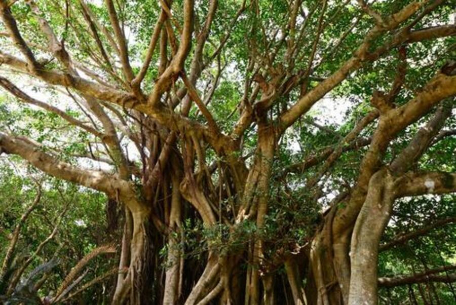 奄美大島の神秘「カジュマル」とは？精霊が宿る木の魅力とおすすめ