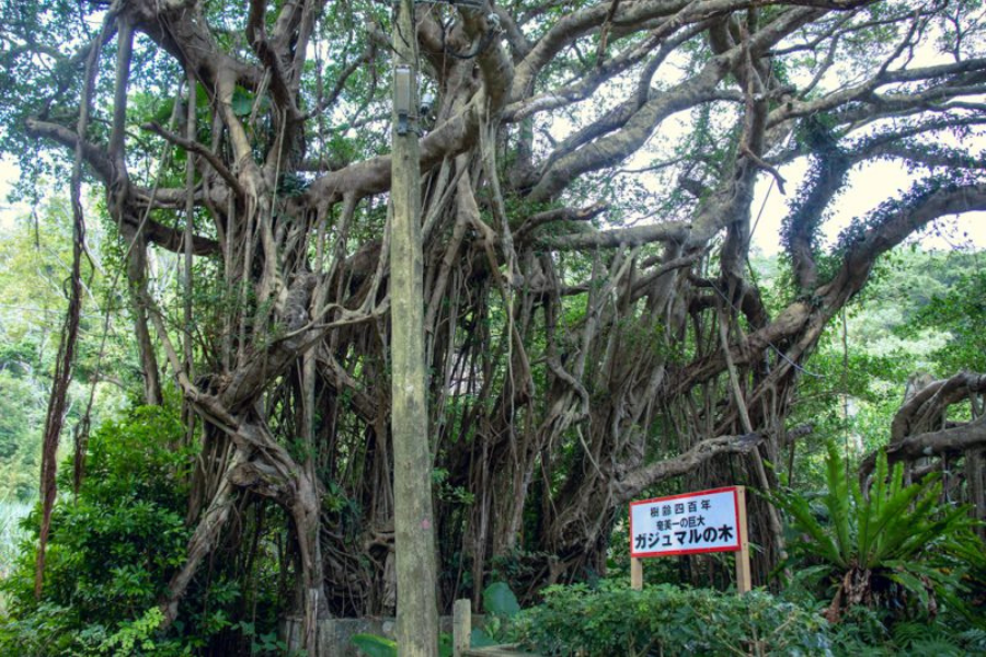 前肥田のガジュマル | 奄美旅