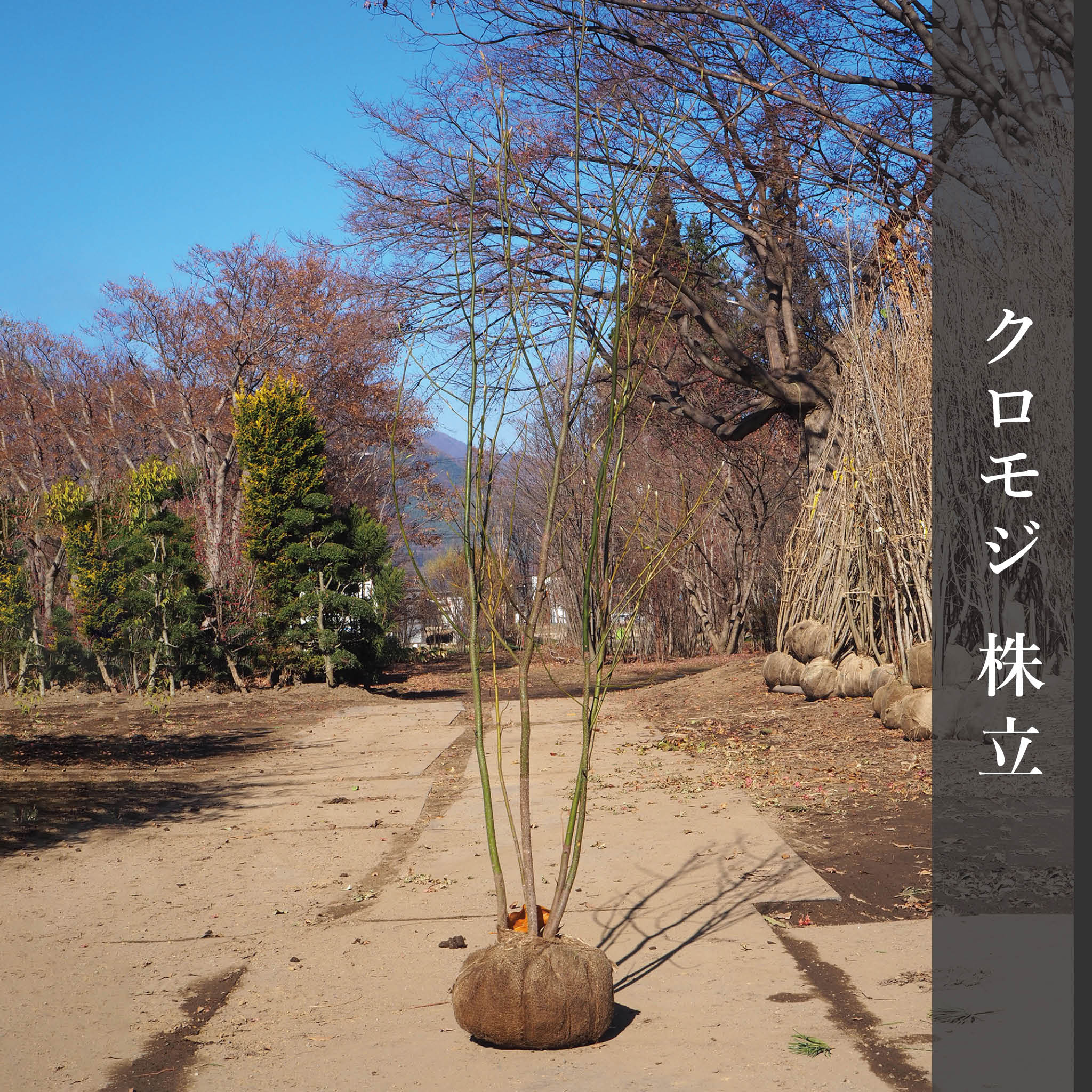 kuromoji_1_d83bb3dc-3574-4a82-