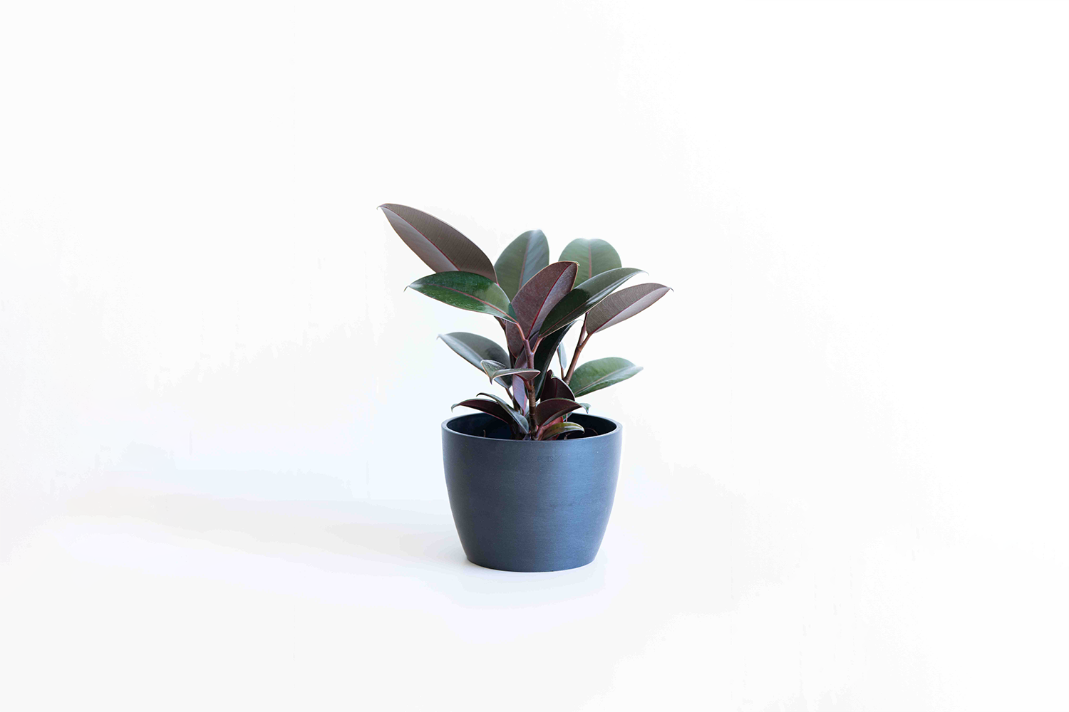 フィカス・バーガンディ（黒ゴム）の育て方 | 観葉植物の通販 AND