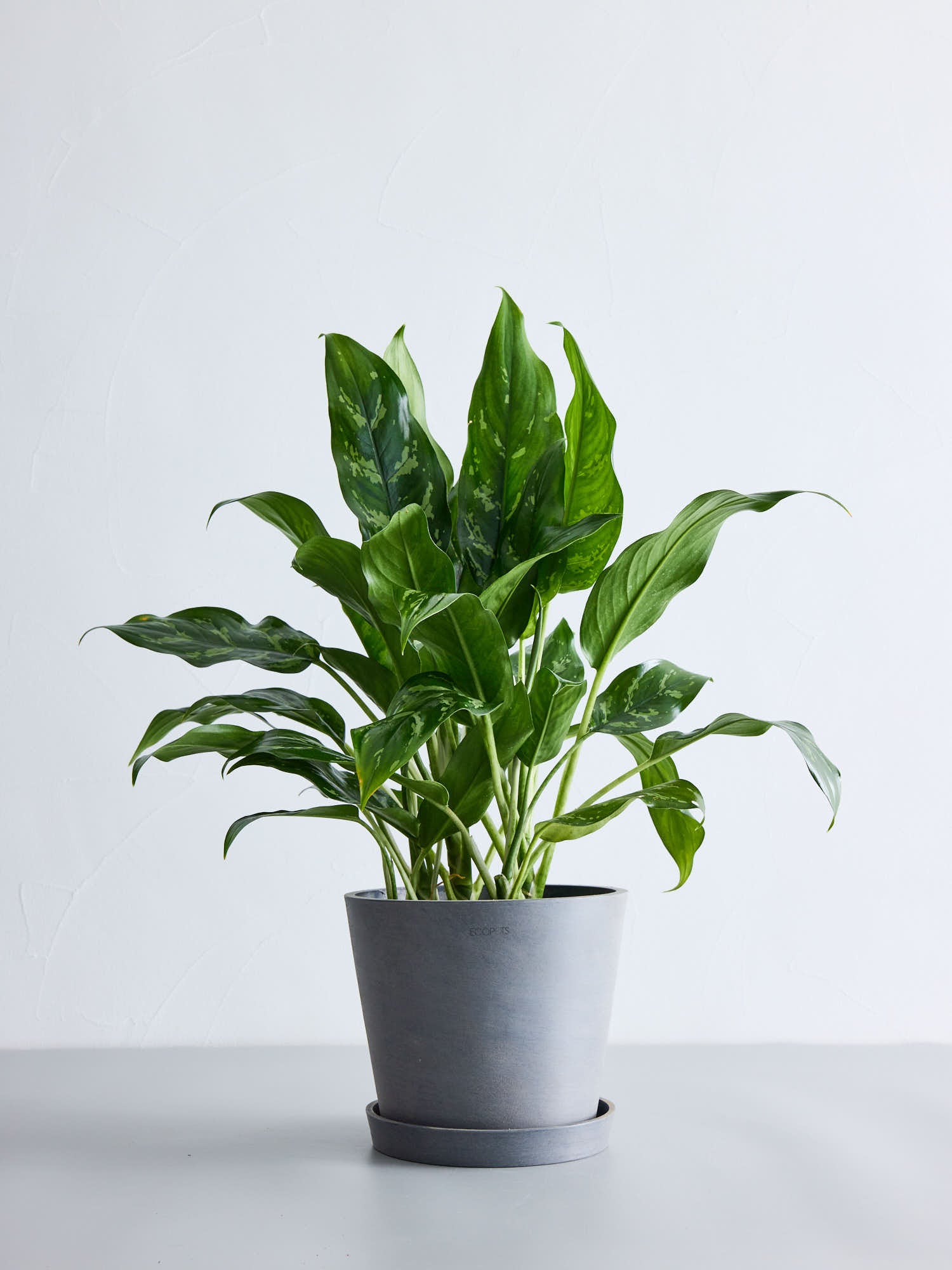 アグラオネマ | 観葉植物の通販 AND PLANTS (アンドプランツ)