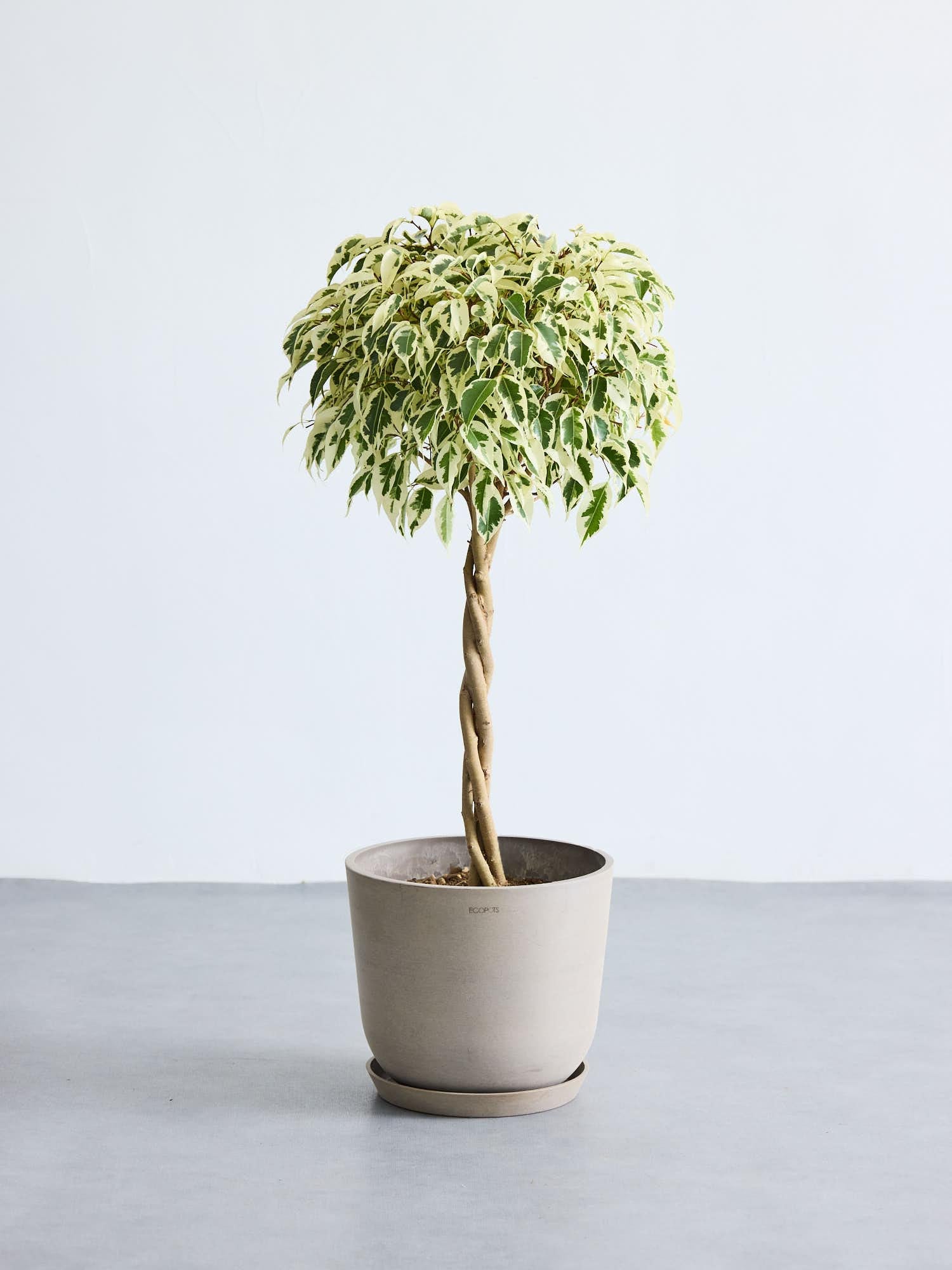 フィカス・ベンジャミン・スターライト・ビューティークイーン M