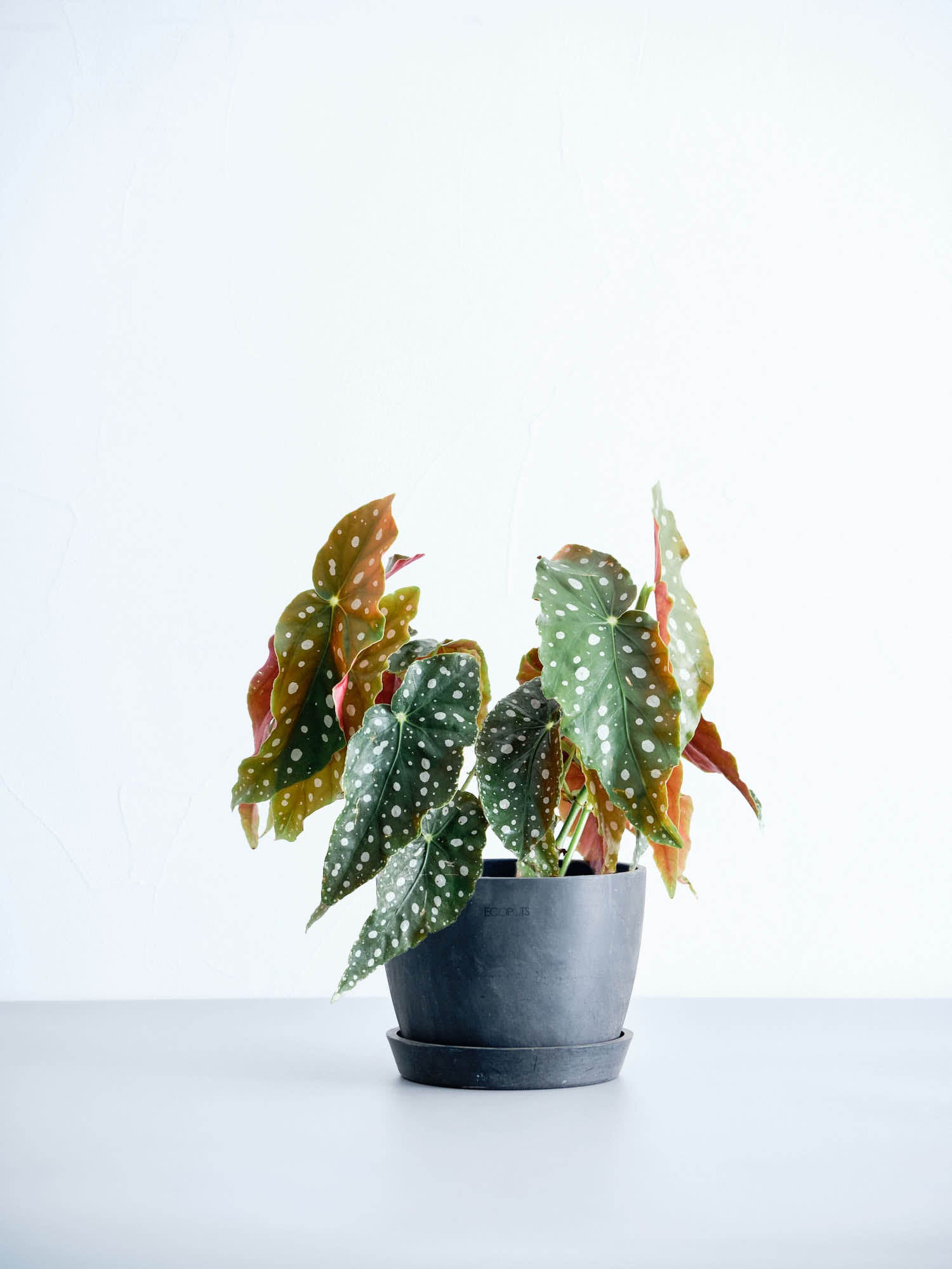 ベゴニア・マクラータ Table-L | 観葉植物の通販 AND PLANTS (アンド