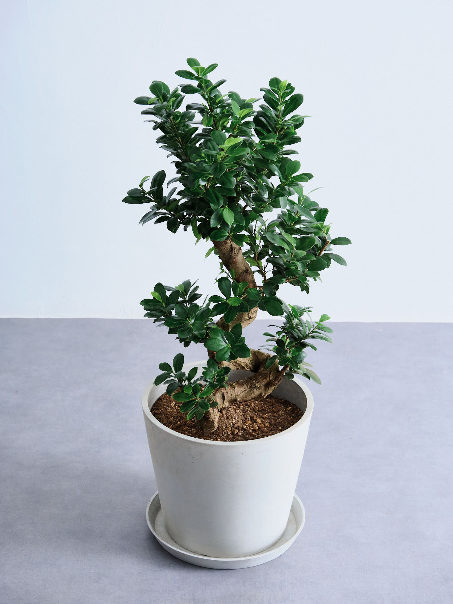 ガジュマル まがり L 昇り龍 | 観葉植物の通販 AND PLANTS (アンド