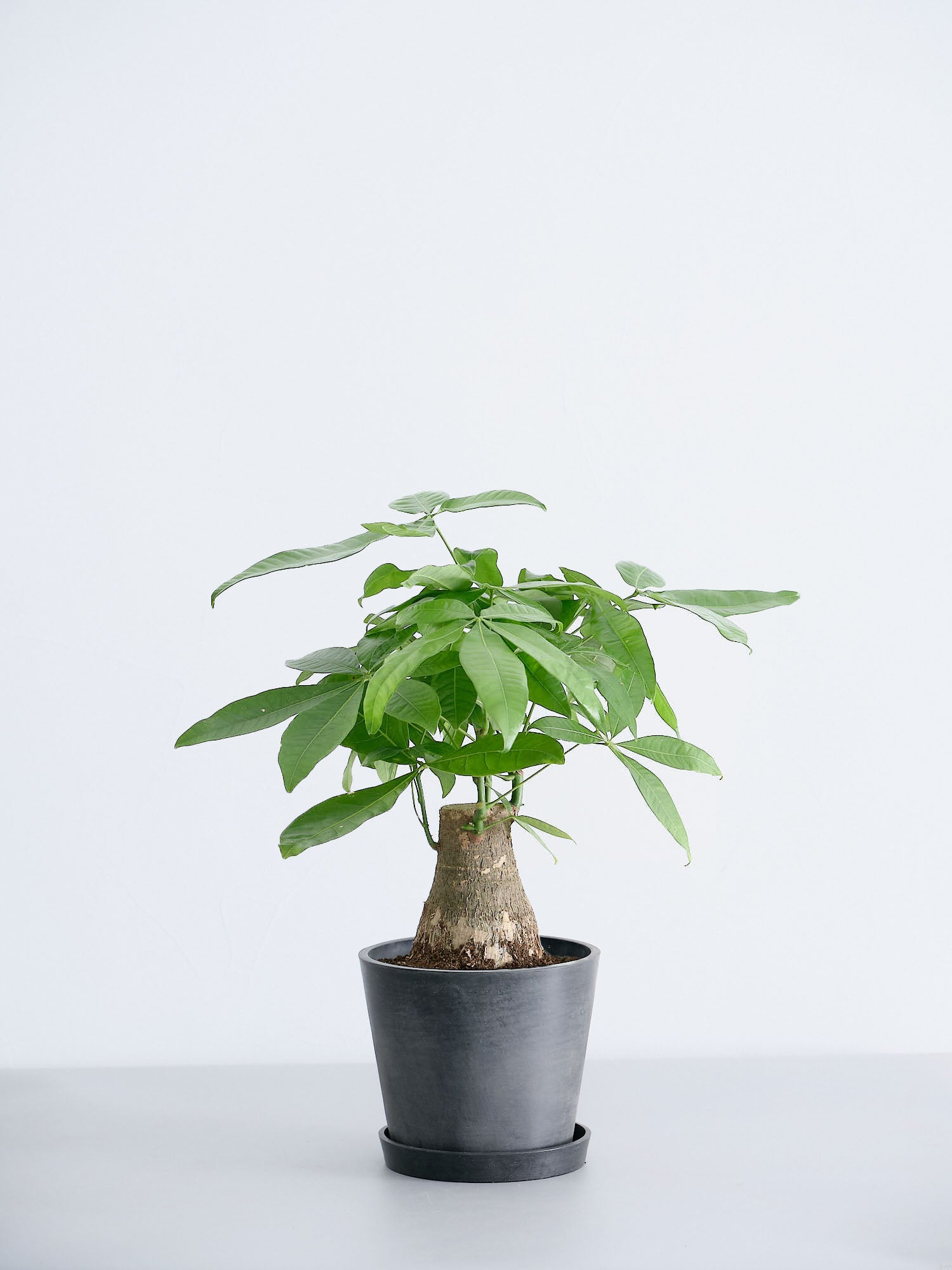 パキラ 極太 S | 観葉植物の通販 AND PLANTS (アンドプランツ)