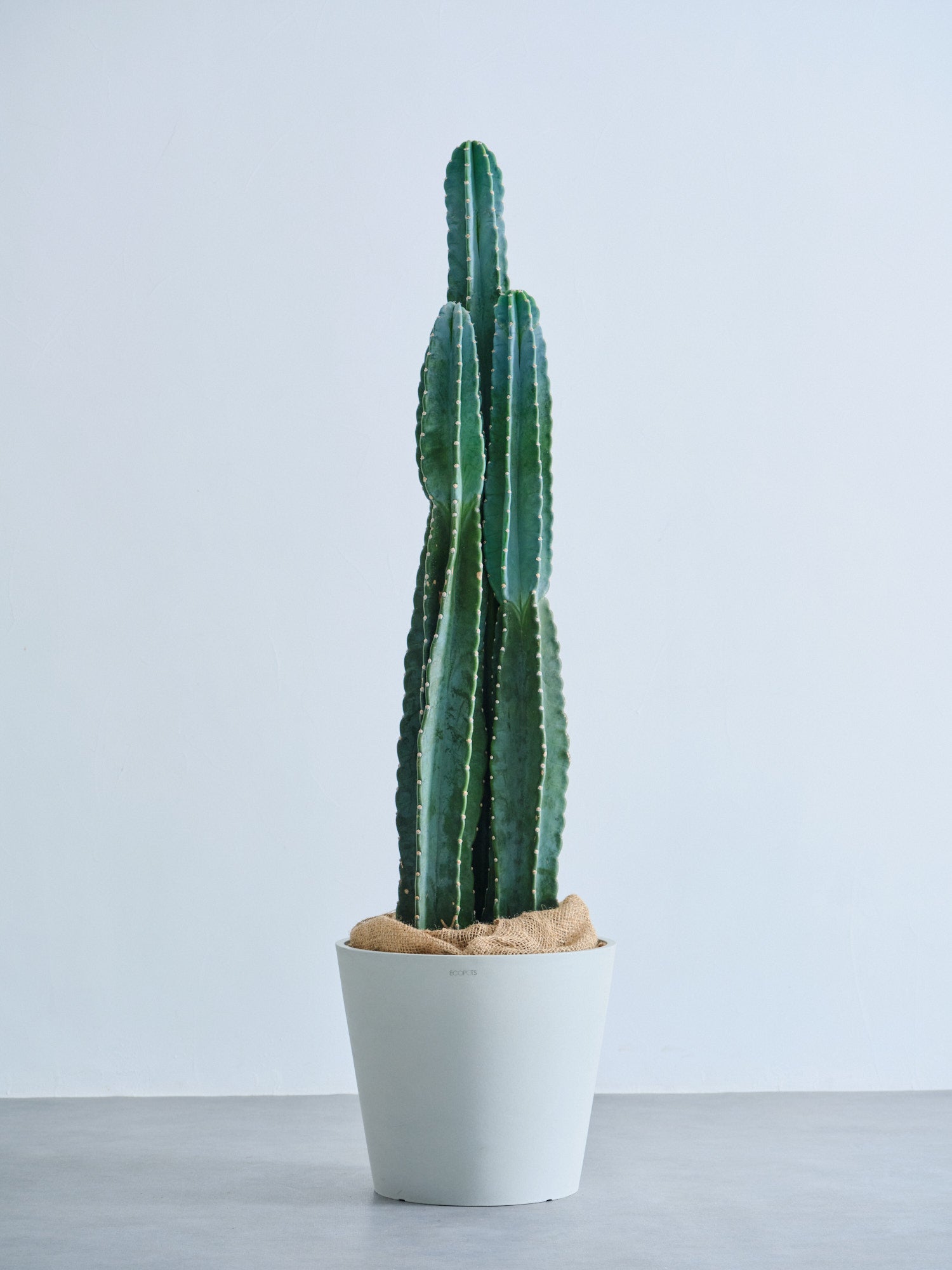 柱サボテン XL 【全国発送可能】 | 観葉植物の通販 AND PLANTS (アンド