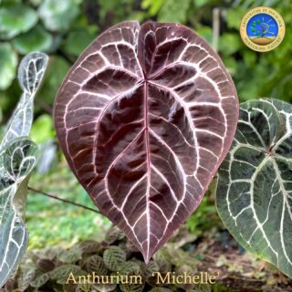 アンスリウム・ミシェル（Anthurium Michelle）とは？育て方と購入方法