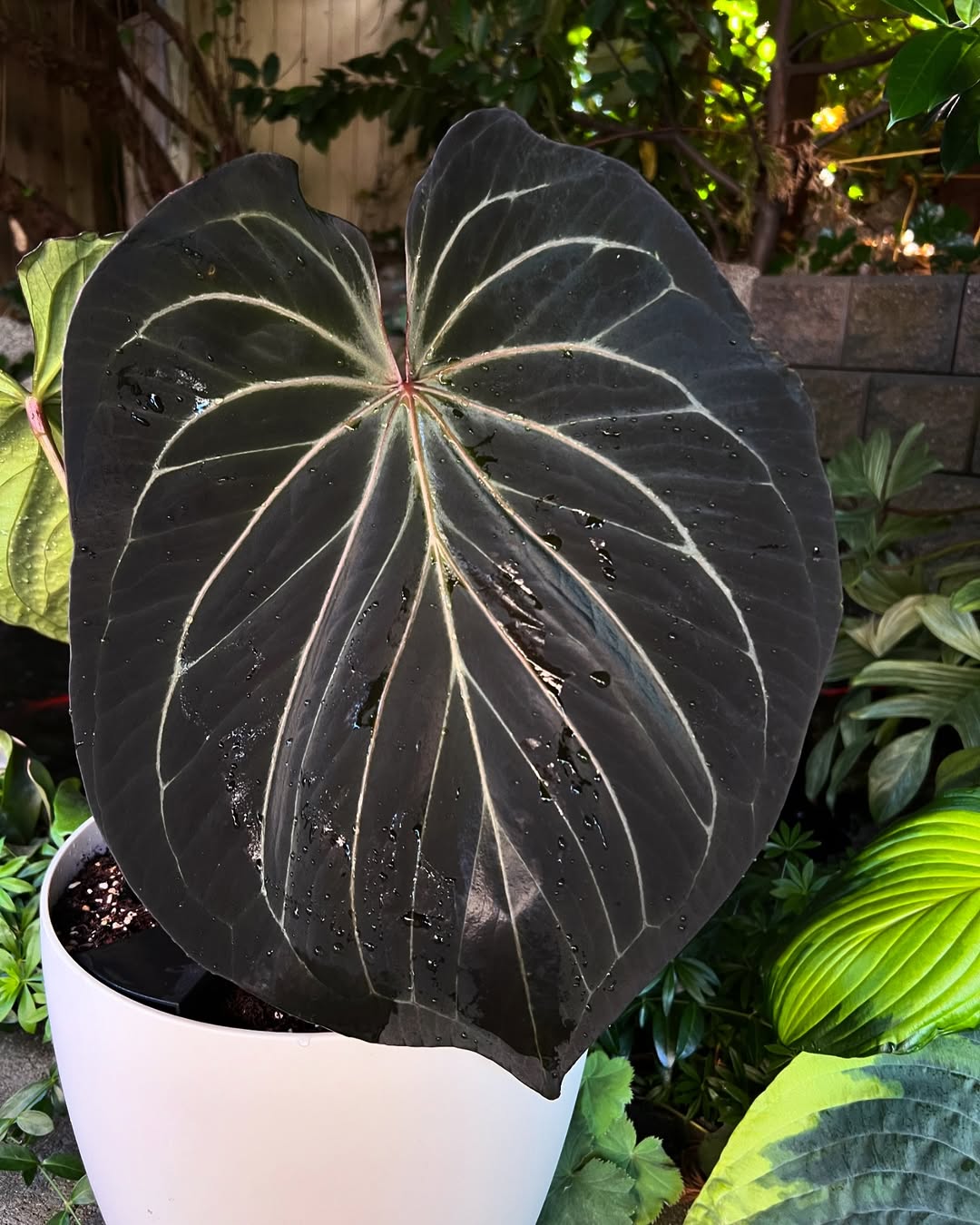 KOS】アンスリウムキング・オブ・スペーズとその育て方、日本国内で