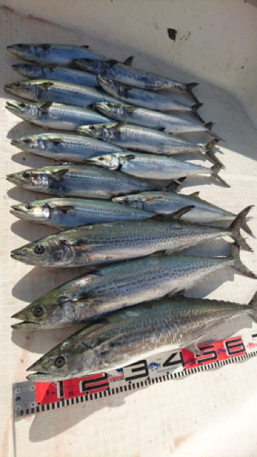 浅釣オリジナル】βxベイキャスティング72f-1535g【湾奥サワラ・マゴチ