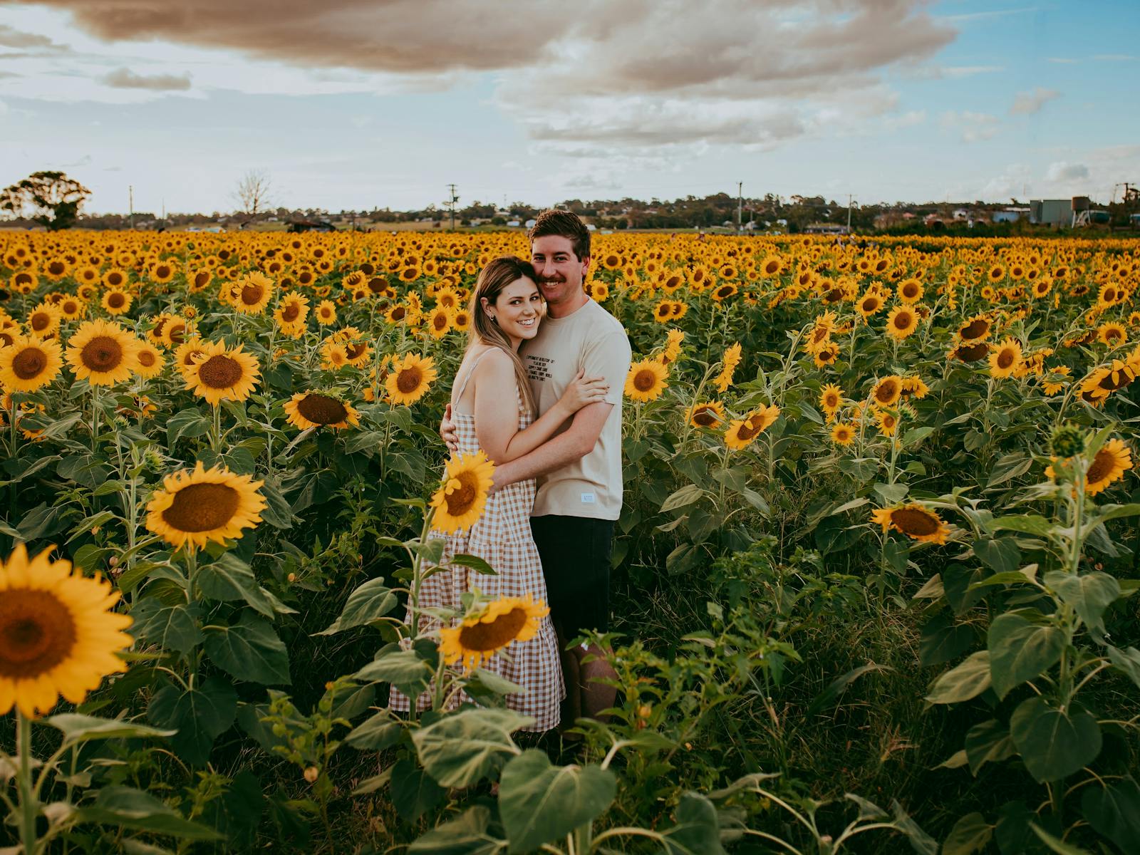 Hunter Valley Sunflowers | NSW Holidays & Accommodation, Things to